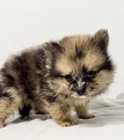 Dakota, a male Pomeranian for sale in Northport, AL – 4 of 6