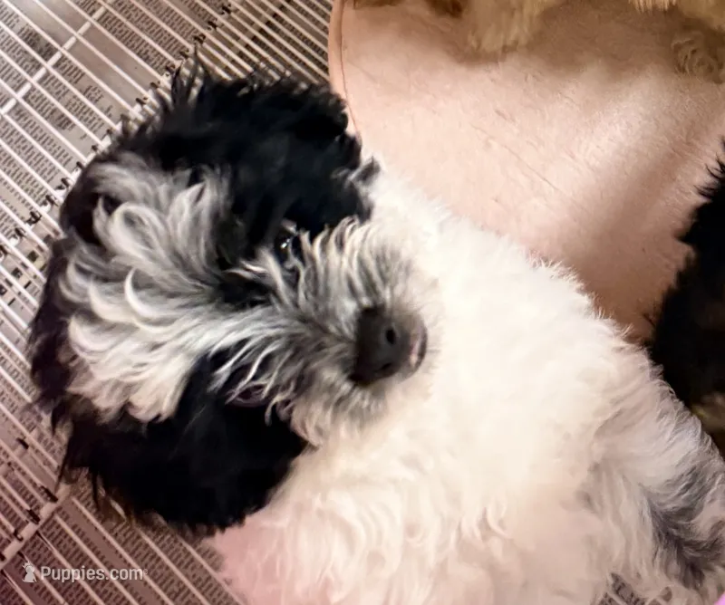 Blake – Shihpoo puppy for sale in Northport, AL
