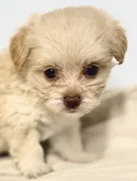 Darci, a female Mal Shi for sale in Northport, AL – 1 of 4