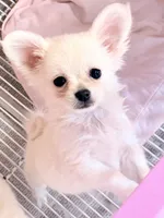 Cooper tiny, a male Maltipom for sale in Northport, AL – 4 of 4