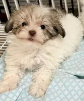 Dixie, a female Maltese and Shih Tzu for sale in Northport, AL – 3 of 6
