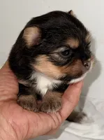 Dixie, a female Pomeranian and Yorkshire Terrier for sale in Northport, AL – 3 of 4