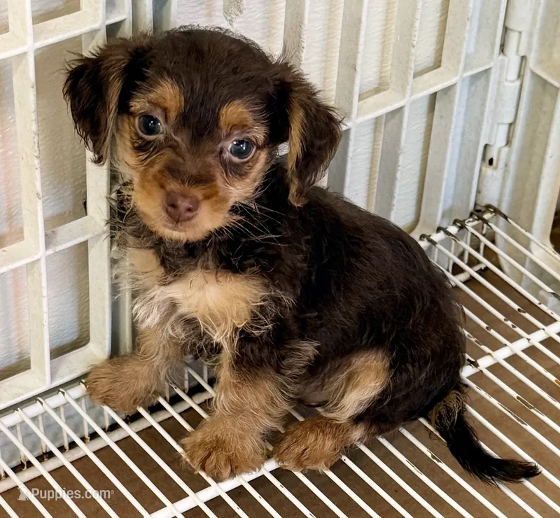 Trevor – Yorkipoo puppy for sale in Northport, AL
