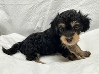 Nina, a female Yorkipoo for sale in Northport, AL – 2 of 3