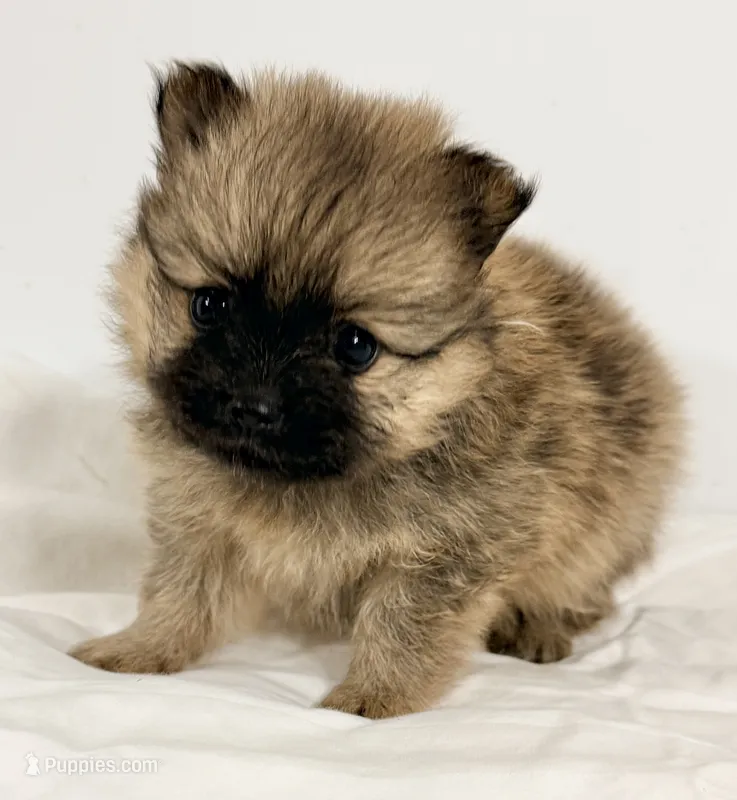 Chloe – Pomeranian puppy for sale in Northport, AL