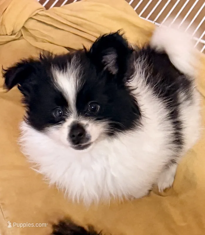 Lilly – Pomchi puppy for sale in Northport, AL