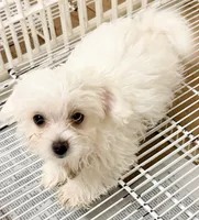 Leo, a male Mal Shi for sale in Northport, AL – 3 of 3