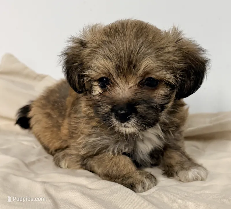 Sophie – Mal Shi puppy for sale in Northport, AL
