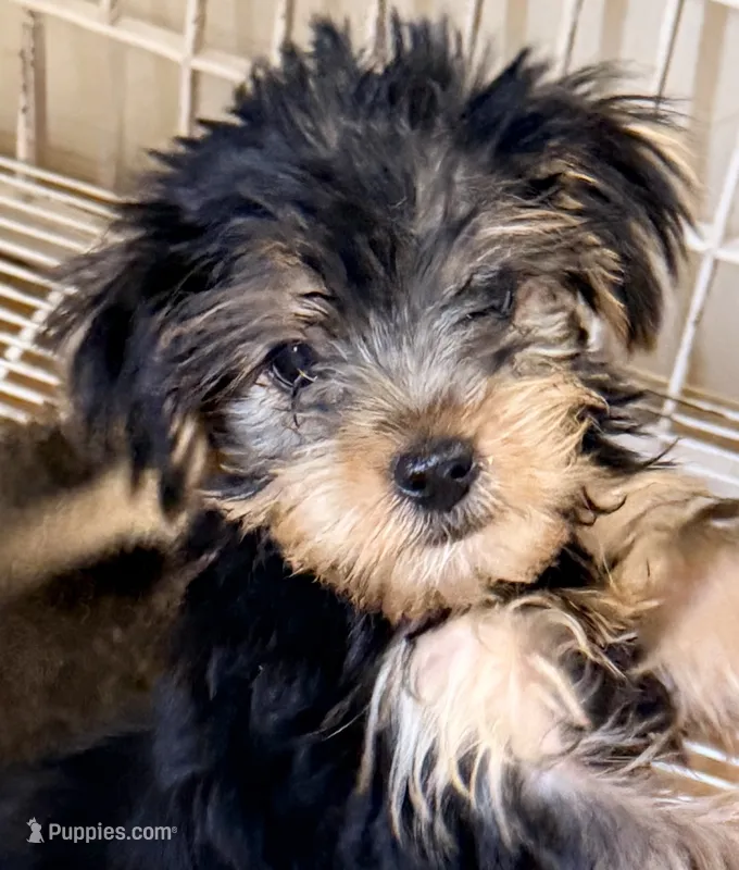 Rex – Yorkshire Terrier puppy for sale in Northport, AL