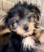 Rex, a male Yorkshire Terrier for sale in Northport, AL – 1 of 4