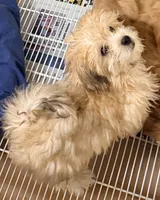 Vance, a male Pomapoo for sale in Northport, AL – 4 of 4