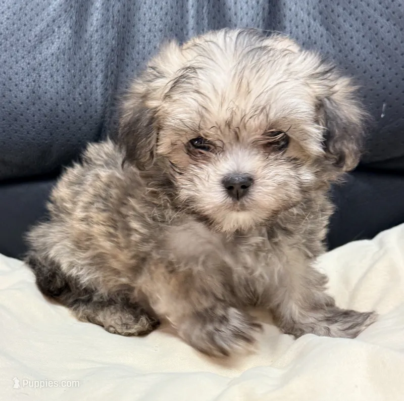 Benji – Maltipom puppy for sale in Northport, AL