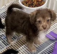 Lacie, a female Yorkipoo for sale in Northport, AL – 2 of 4