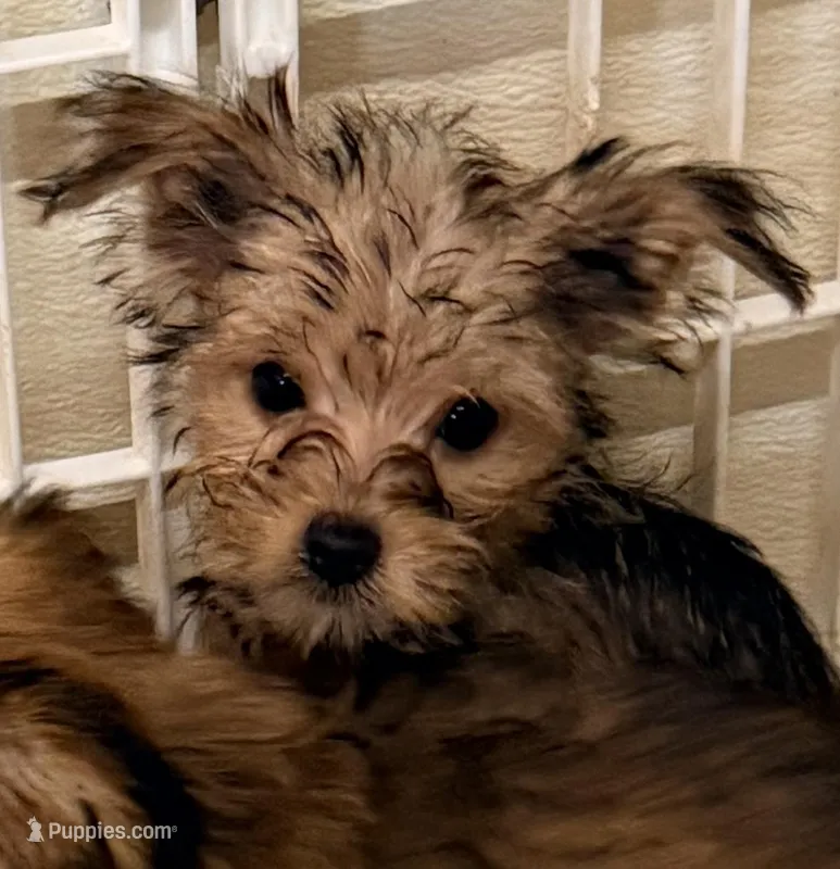 Carter – Morkie puppy for sale in Northport, AL