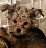 Carter, a male Morkie for sale in Northport, AL – Photo 1 of 2