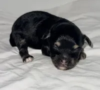 Josie, a female Yorkipoo for sale in Northport, AL – 2 of 2