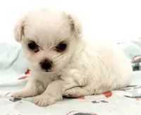 Cotton, a male Mal Shi for sale in Northport, AL – 3 of 3
