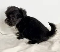 Prissy, a female Shiranian for sale in Northport, AL – 4 of 4