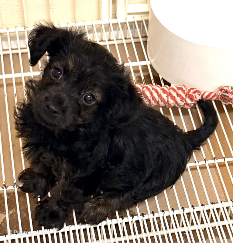 Marley – Yorkipoo puppy for sale in Northport, AL