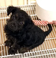 Marley, a female Yorkipoo for sale in Northport, AL – 1 of 4