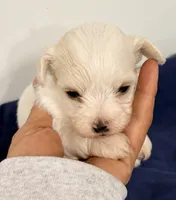 Blake, a male Maltipoo for sale in Northport, AL – 3 of 4