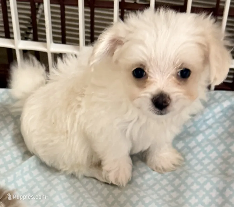 Peanut – Mal Shi puppy for sale in Northport, AL