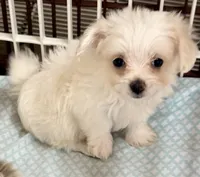Peanut, a male Mal Shi for sale in Northport, AL – 1 of 6