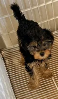 Hannah, a female Morkie for sale in Northport, AL – 2 of 2