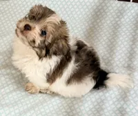 Travis, a male Mal Shi for sale in Northport, AL – 3 of 6
