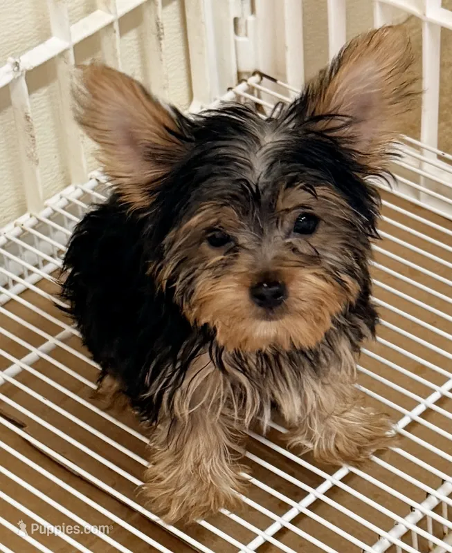 Weston – Yorkshire Terrier puppy for sale in Northport, AL