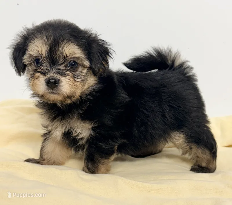 Jackson – Pomapoo puppy for sale in Northport, AL
