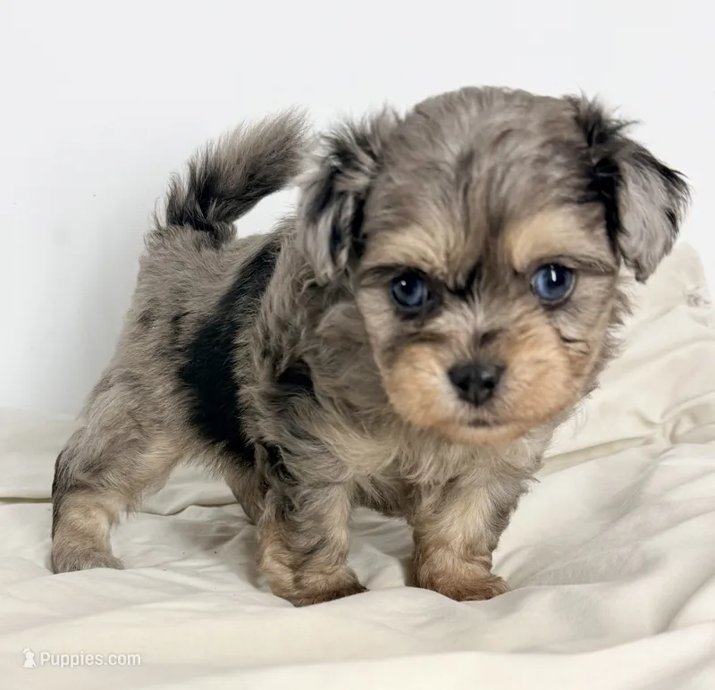 Parker – Shiranian puppy for sale in Northport, AL