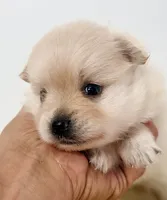 Delilah, a female Pomchi for sale in Northport, AL – 2 of 4