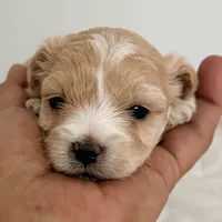 Gavin, a male Maltipoo for sale in Northport, AL – 2 of 3