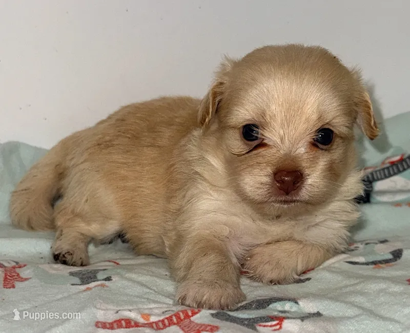 Bella – Mal Shi puppy for sale in Northport, AL