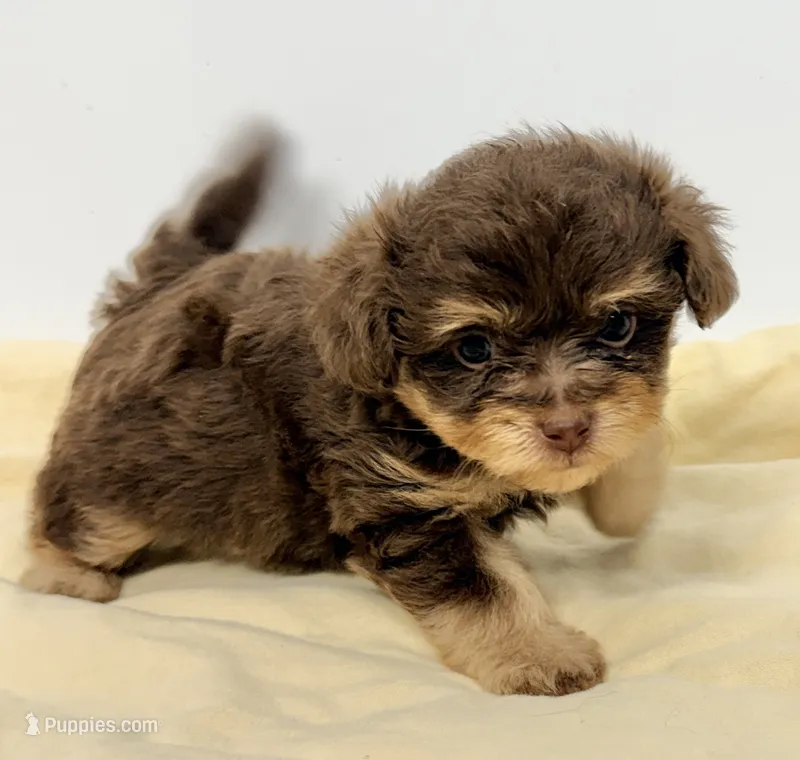Dixie – Pomapoo puppy for sale in Northport, AL