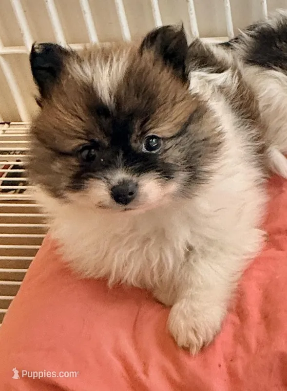 Milo – Pomeranian puppy on hold in Northport, AL