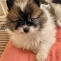 Milo, a male Pomeranian for sale in Northport, AL – Photo 1 of 4