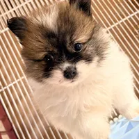 Milo, a male Pomeranian for sale in Northport, AL – Photo 4 of 4