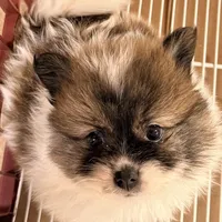 Milo, a male Pomeranian for sale in Northport, AL – Photo 2 of 4