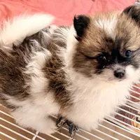 Milo, a male Pomeranian for sale in Northport, AL – Photo 3 of 4