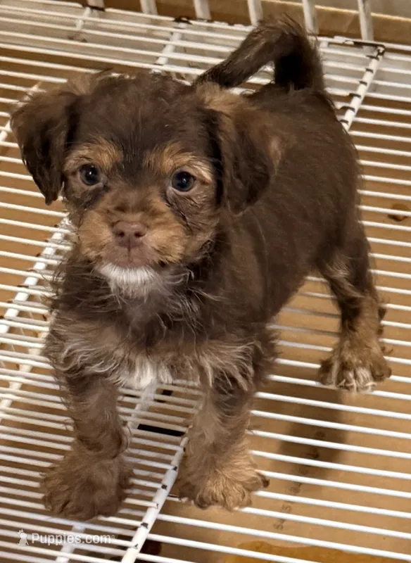 Marshall – Yorkipoo puppy for sale in Northport, AL