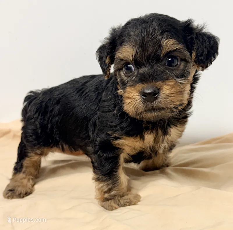Baker – Yorkipoo puppy for sale in Northport, AL