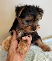 Beau, a male Yorkshire Terrier for sale in Northport, AL – 2 of 3