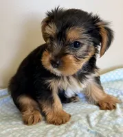 Carson, a male Yorkshire Terrier for sale in Northport, AL – 3 of 3