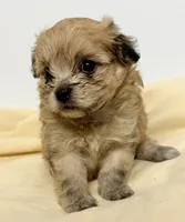 Bama, a male Pomapoo for sale in Northport, AL – 3 of 3