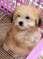 Bama, a male Pomapoo for sale in Northport, AL – 3 of 3