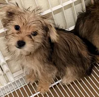 Maggie, a female Morkie for sale in Northport, AL – Photo 2 of 3
