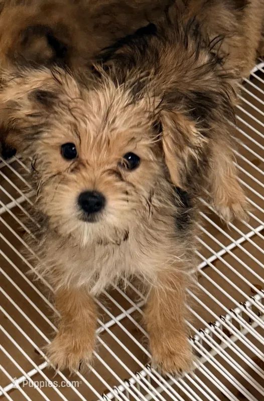Maggie – Morkie puppy for sale in Northport, AL