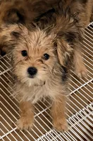 Maggie, a female Morkie for sale in Northport, AL – Photo 1 of 3